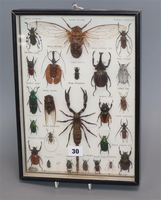 A framed and glazed display of cicada and beetles